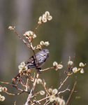 Fox Sparrow slate colored